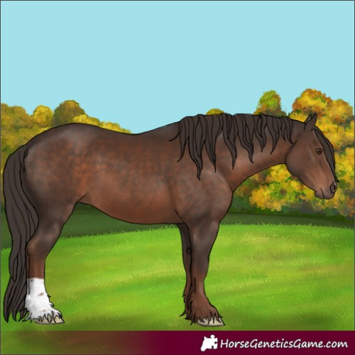 Horse Color:Liver Chestnut