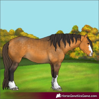 Horse Color:Buckskin 