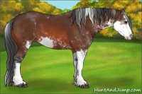Horse Color:Bay Sabino 