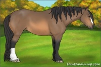 Horse Color:Buckskin 