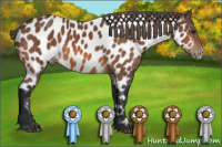 Horse Color:Bay Near Leopard
