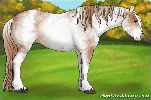 Horse Color:White Spotted Chestnut 