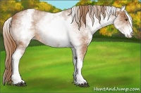 Horse Color:White Spotted Chestnut