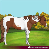 Horse Color:Chestnut Tobiano 