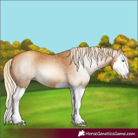 Horse Color:Gray Gold Cream Champagne Splash 