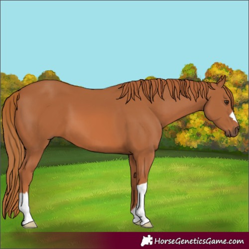 Horse Color:Chestnut 