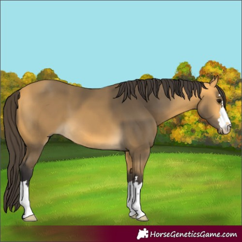 Horse Color:Buckskin
