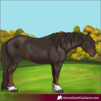 Horse Color:Liver Chestnut Tobiano 