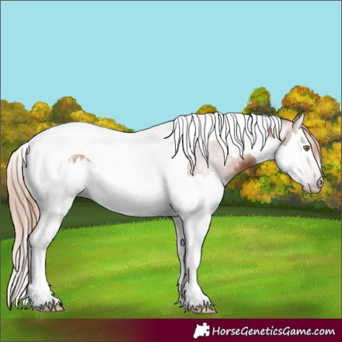 Horse Color:Gray Gold Champagne Splash Tobiano