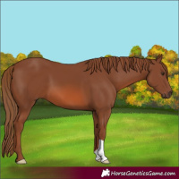 Horse Color:Chestnut 