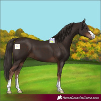 Horse Color:Liver Chestnut 