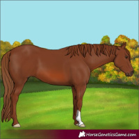 Horse Color:Chestnut 