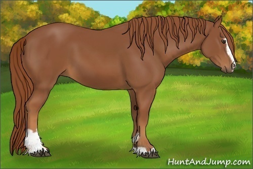 Horse Color:Chestnut Sabino