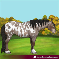 Horse Color:Gray Sable Champagne Roan Near Leopard