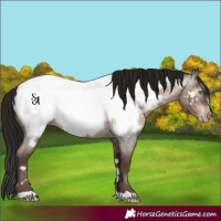 Horse Color:Gray Amber Champagne Roan Near Fewspot 