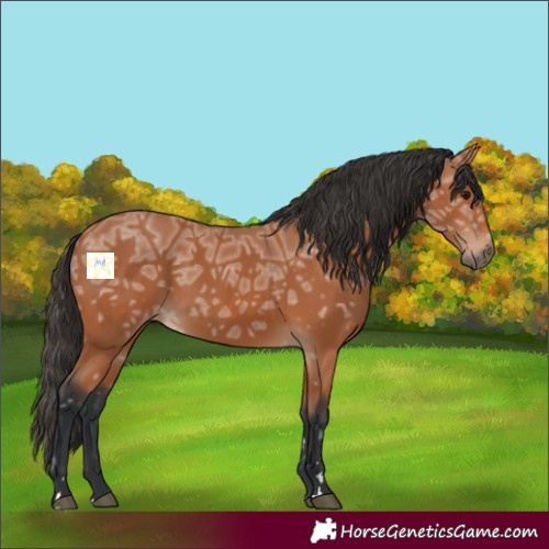 Horse Color:Bay Ice 