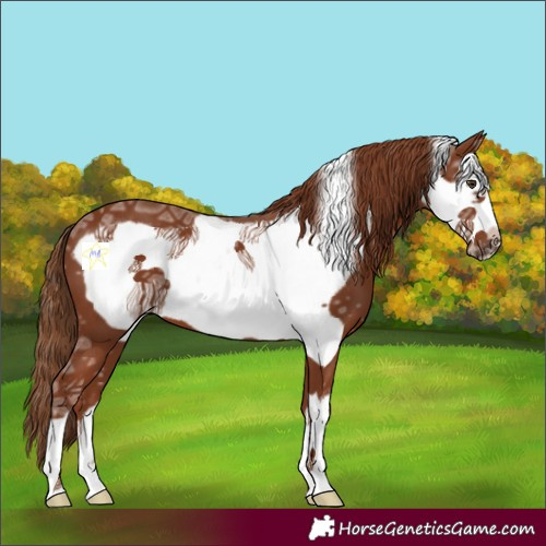Horse Color:Chestnut Ice Frame 