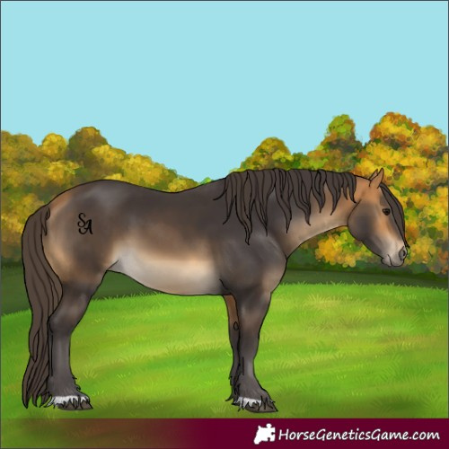 Horse Color:Buckskin 