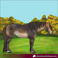 Horse Color:Buckskin 