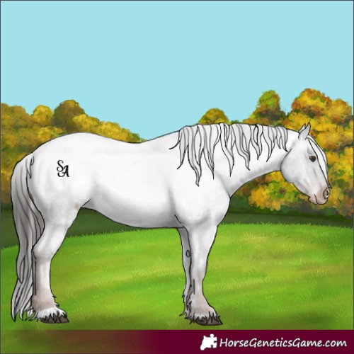Horse Color:Liver Red Roan Appaloosa Rabicano 