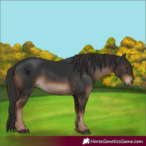 Horse Color:Liver Chestnut 