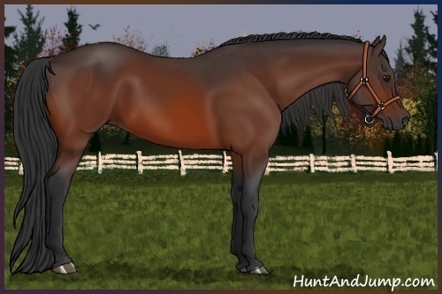 Horse Color:Bay 