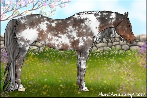 Horse Color:White Spotted Liver Chestnut 