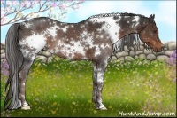 Horse Color:White Spotted Liver Chestnut