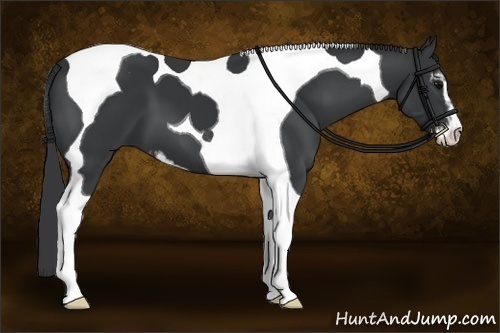 Horse Color:Black Sabino Tobiano 