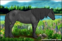 Horse Color:Blue Roan
