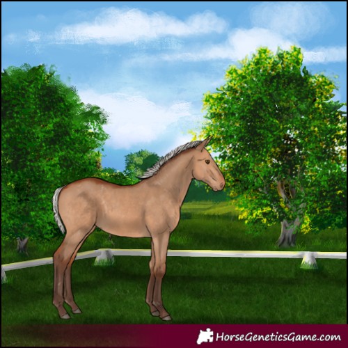 Horse Color:Silver Brown Dun 