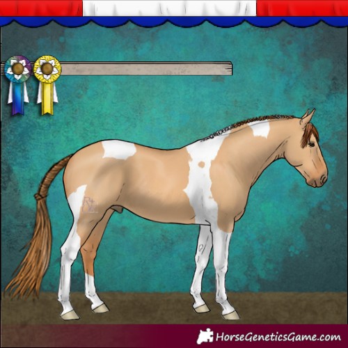 Horse Color:Red Dun Tobiano 