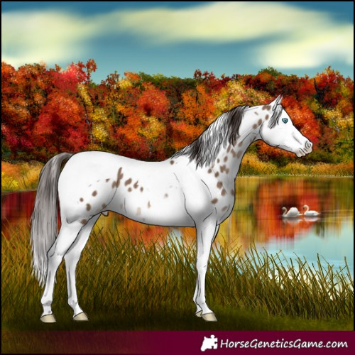 Horse Color:Liver Red Dun Splash Tobiano Appaloosa 