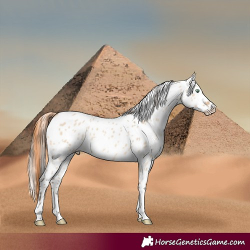 Horse Color:White Spotted Amber Champagne Dun Tobiano Appaloosa 