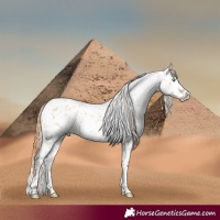 Horse Color:White Spotted Amber Champagne Dun Tobiano Near Leopard