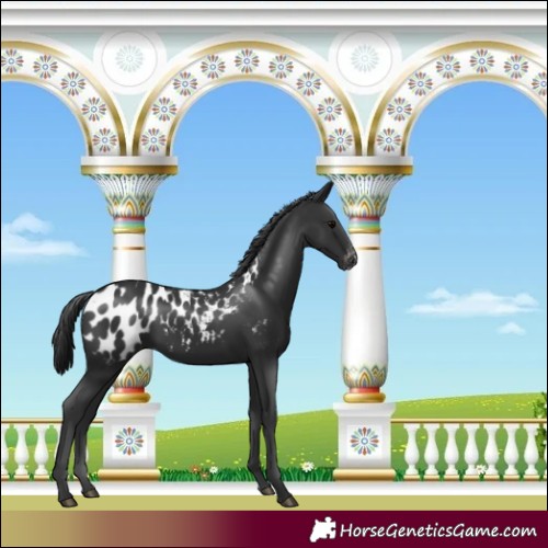 Horse Color:Black Appaloosa 