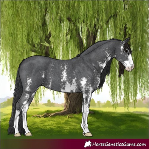 Horse Color:Black Sabino 