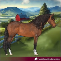 Horse Color:Brown 
