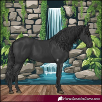 Horse Color:Black 