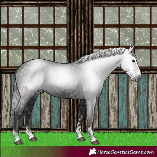 Horse Color:Gray Black 