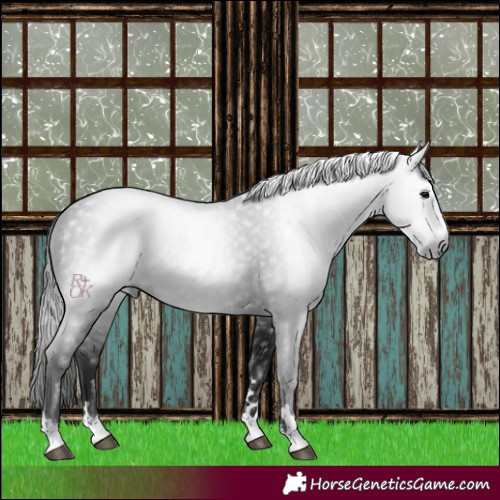 Horse Color:Gray Black 