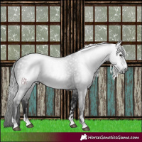 Horse Color:Gray Black 