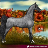 Horse Color:Blue Roan