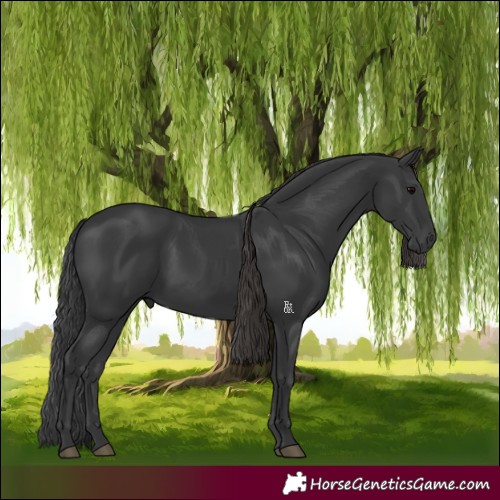 Horse Color:Black 