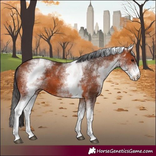 Horse Color:White Spotted Bay 