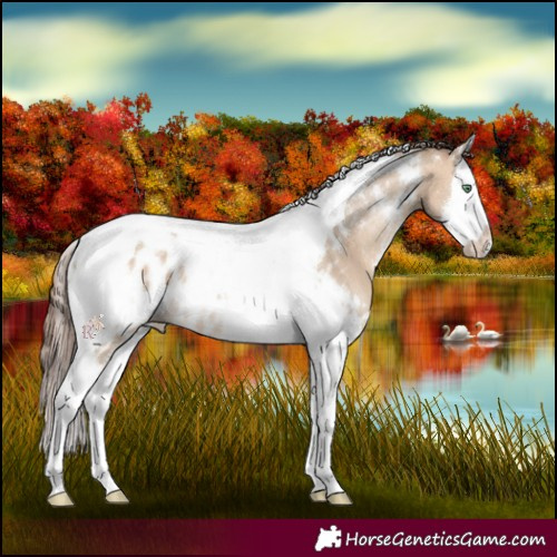 Horse Color:White Spotted Sable Champagne Dun Splash Tobiano Appaloosa Rabicano 