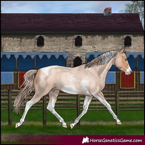 Horse Color:Gold Champagne Roan Tobiano Frame 