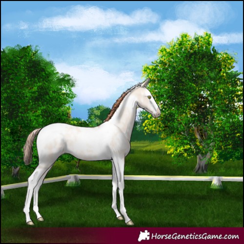 Horse Color:Gold Champagne Ice Roan Dun Splash Tobiano Rabicano 