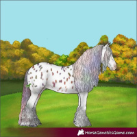 Horse Color:Nacre White Spotted Bay Appaloosa 