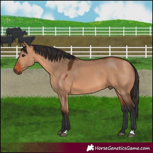 Horse Color:Bay Dun 